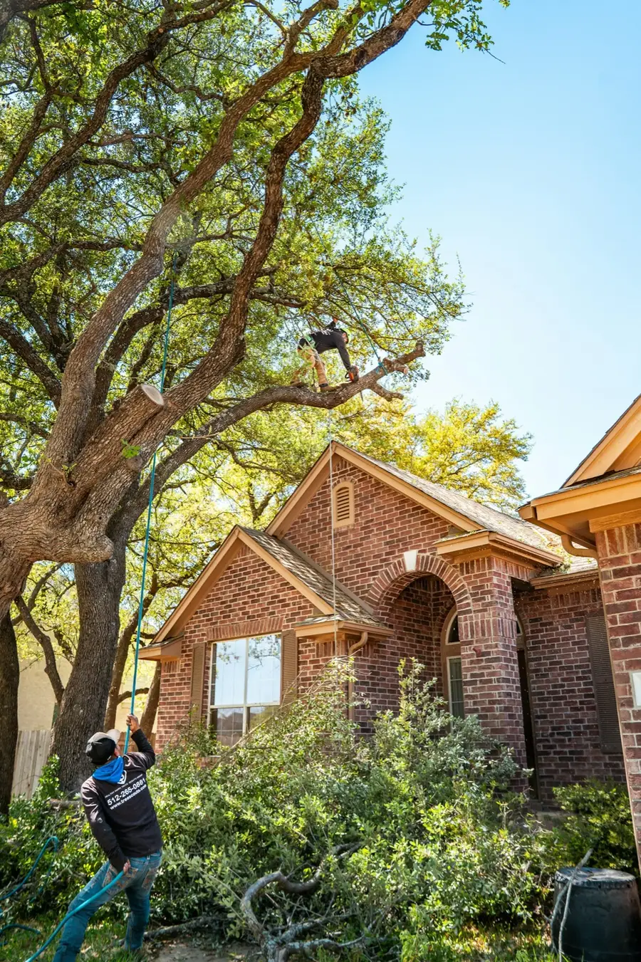 Crew trimming a large tree beside a brick house